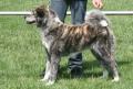 Akita