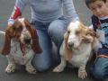 Basset hound