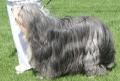 Bearded collie