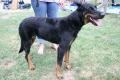 Beauceron
