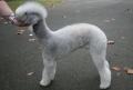 Bedlington