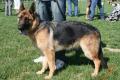 Berger allemand