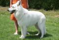 Berger blanc suisse