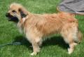 Berger des Pyr�n�es