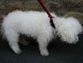 Bichon � poil fris�