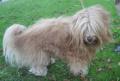 Bichon havanais