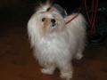 Bichon maltais