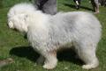 Bobtail