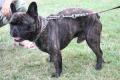 Bouledogue fran�ais