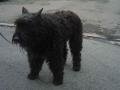 Bouvier des Flandres