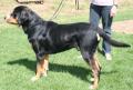 Bouvier suisse
