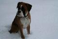 Boxer