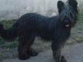 Briard