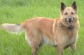 Buhund norv�gien