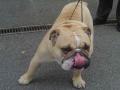 Bulldog