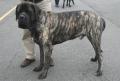 Bullmastiff