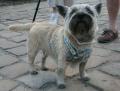 Cairn terrier