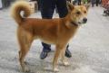 Canaan Dog