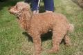 Caniche nain