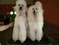 Caniche royal
