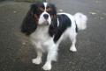 Cavalier king charles