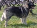 Chien de berger roumain des Carpathes