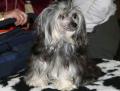 Chien chinois � cr�te