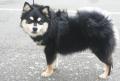 Chien finnois de Laponie