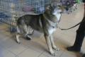 Chien loup de Saarloos