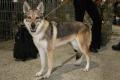 Chien loup tch�coslovaque