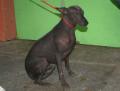 Chien nu mexicain