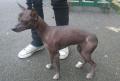 Chien nu du P�rou