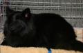 Chien su�dois de Laponie