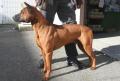 Tha� Ridgeback Dog