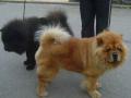 Chow-chow