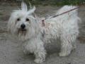 Coton de Tul�ar