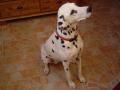 Dalmatien