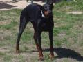 Dobermann