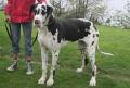 Dogue allemand