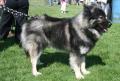 Eurasier