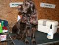 Field spaniel