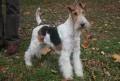 Fox-terrier � poil dur