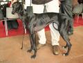 Galgo espagnol