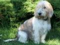 Grand basset griffon vend�en