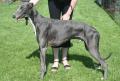 Greyhound