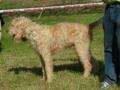 Grand griffon vend�en