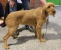 Griffon fauve de Bretagne