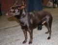 Kelpie australien