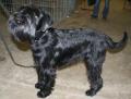 Schnauzer moyen