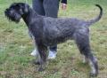Schnauzer g�ant